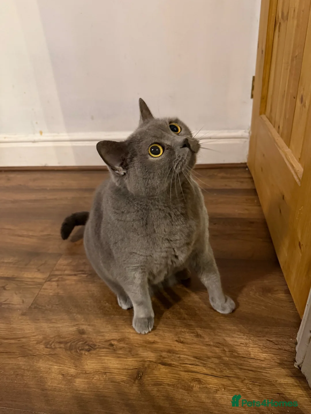 British Shorthair cats for sale: 5 year old cat for sale in Bacup - Advert 2