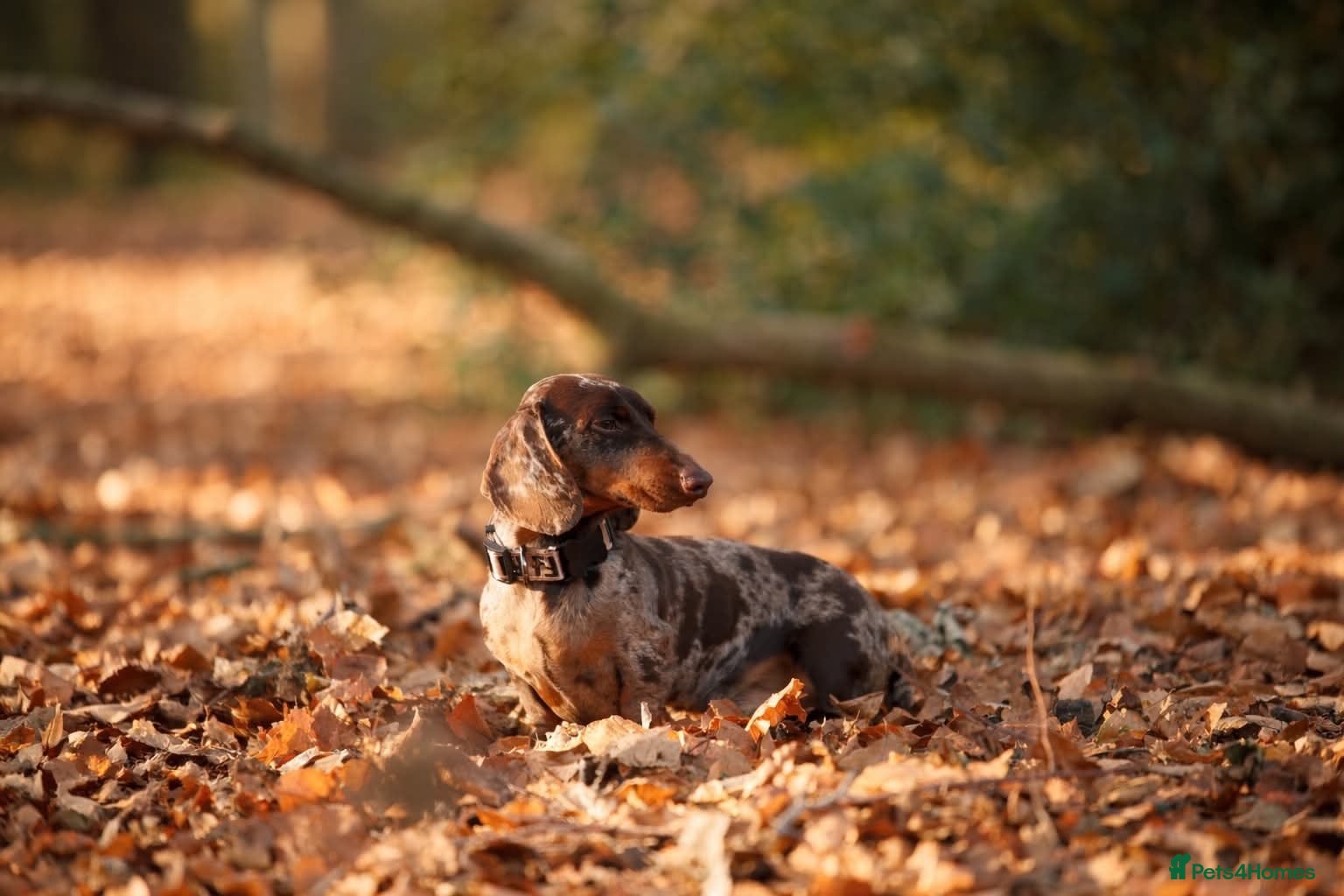 Miniature Dachshund dogs Miniature dachshund for stud. - Advert 1