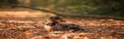 Miniature Dachshund dogs for stud: Miniature dachshund for stud. in Manchester - Advert 1