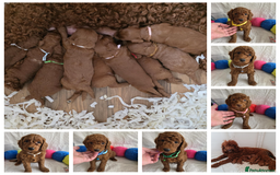 Goldendoodle dogs for sale: 👑Superb Rare Toy/Mini Deepest Red Goldendoodles👑 - Image 1