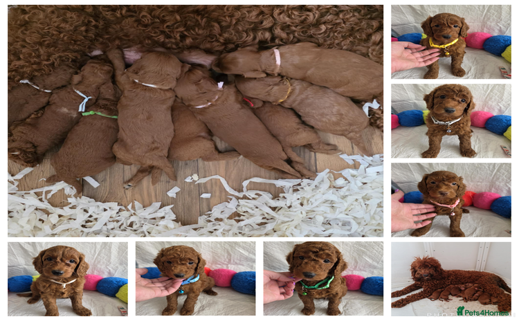 Goldendoodle dogs - Advert 3