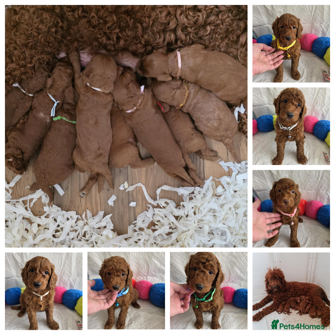 Goldendoodle dogs for sale: 👑Superb Rare Toy/Mini Deepest Red Goldendoodles👑 - Image 1