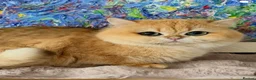 British Shorthair cats for sale: Show quality Golden BSH boys  - Advert 5