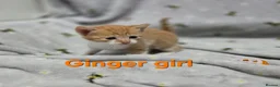 Mixed Breed cats for sale: Beautiful kittens looking for their forever homes  - Advert 8