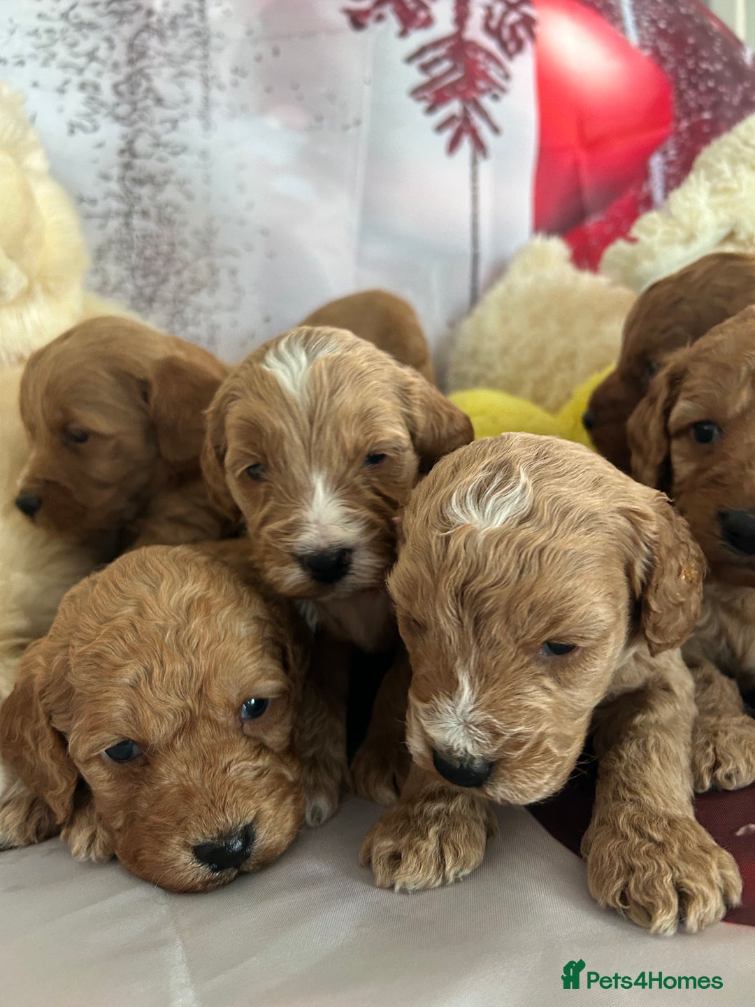 Cockapoo dogs for sale: Beautiful fox red and gold cockapoo puppies - Advert 7