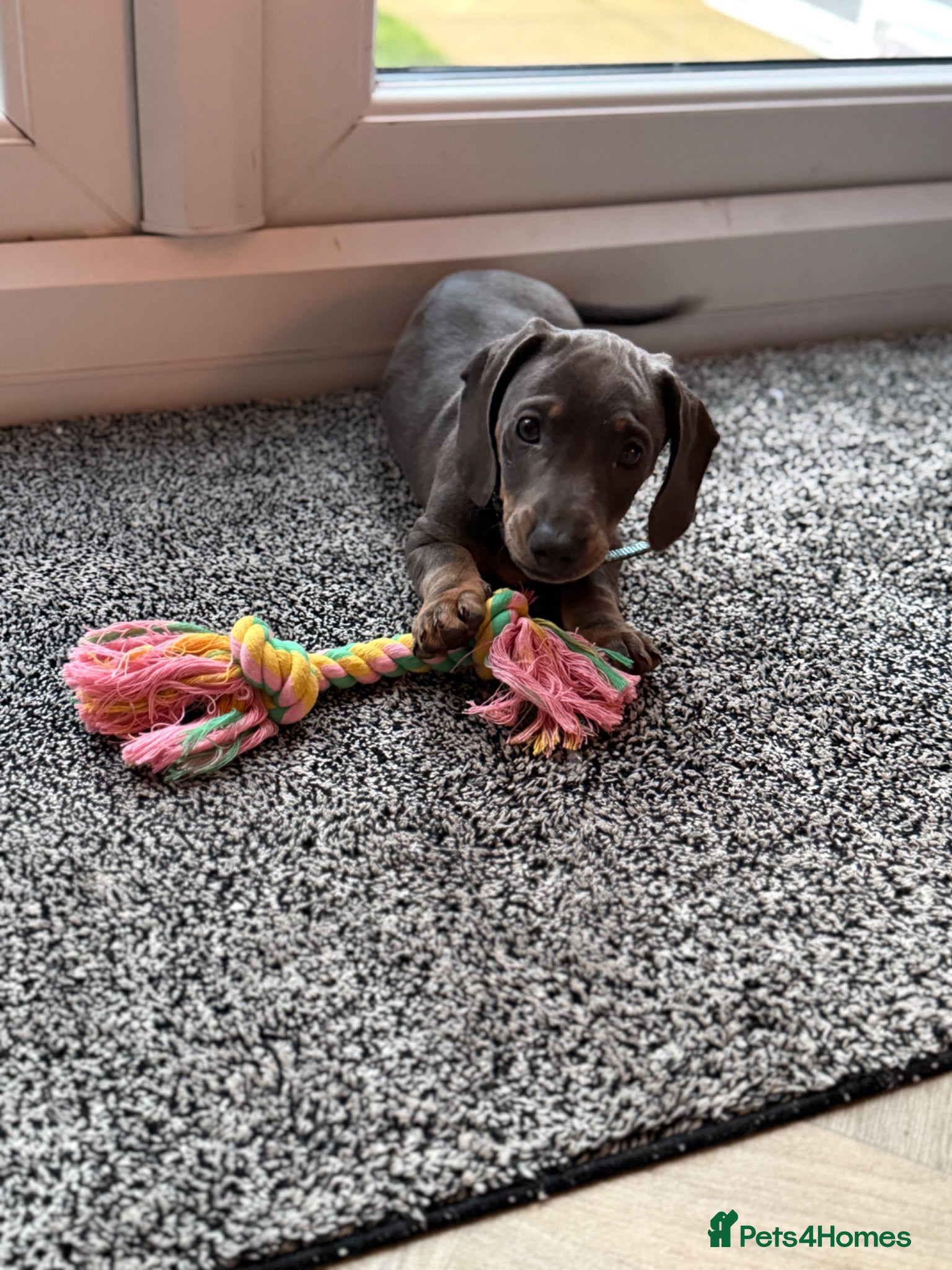 Dachshund dogs Dachshund puppy  - Advert 4