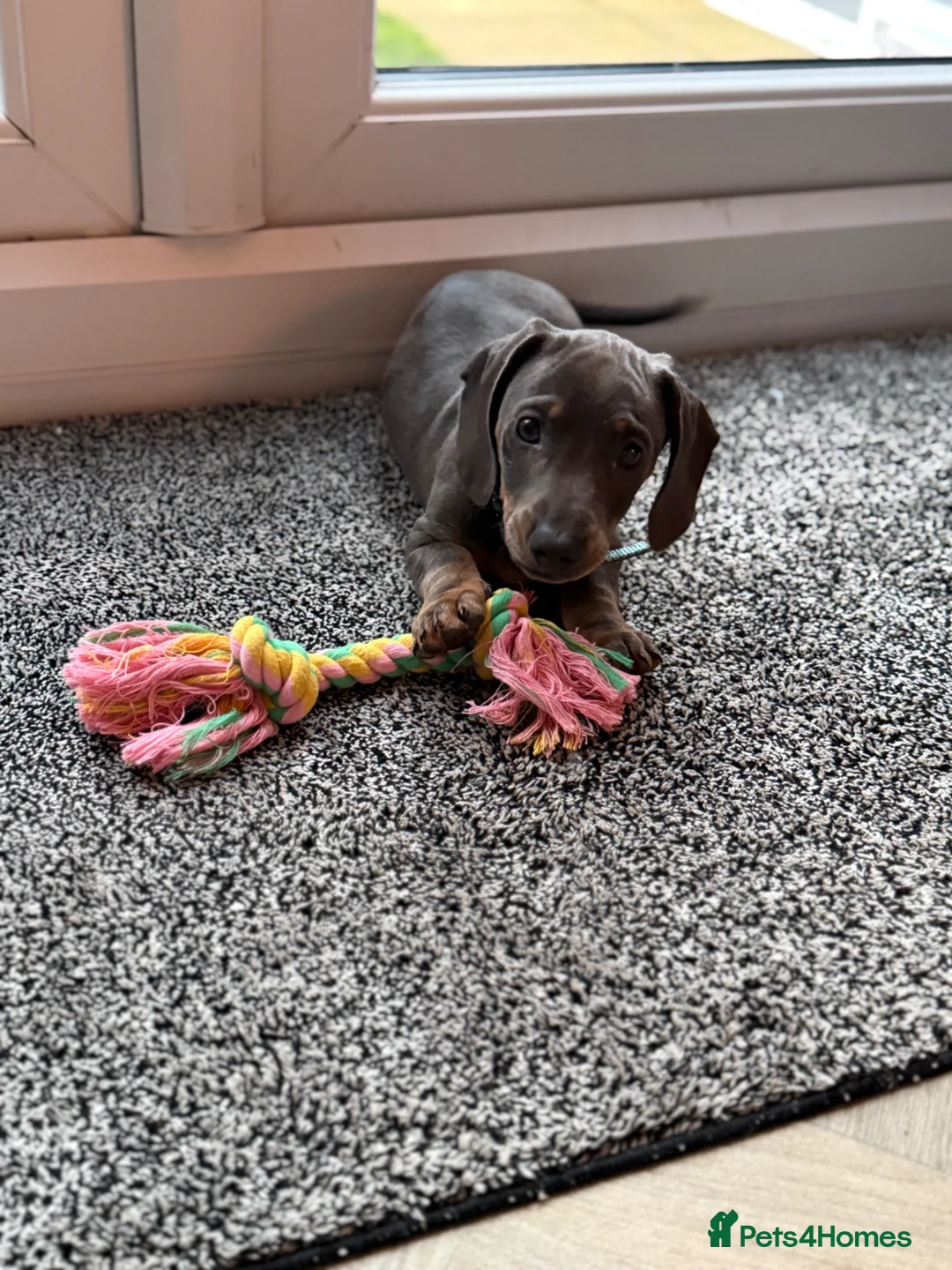 Dachshund dogs for sale: Dachshund puppy  - Advert 1