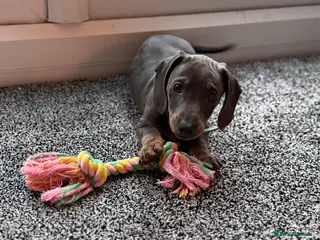 Dachshund dogs Dachshund puppy - Advert 4