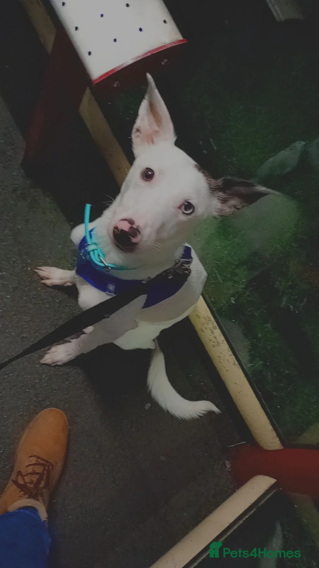 Mixed Breed dogs for sale: Sweet baby for rehoming  - Advert 4
