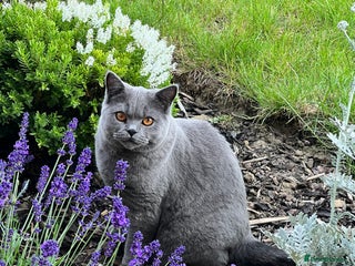 British Shorthair cats - Advert 30