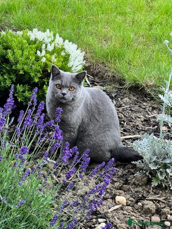 British Shorthair cats - Advert 7