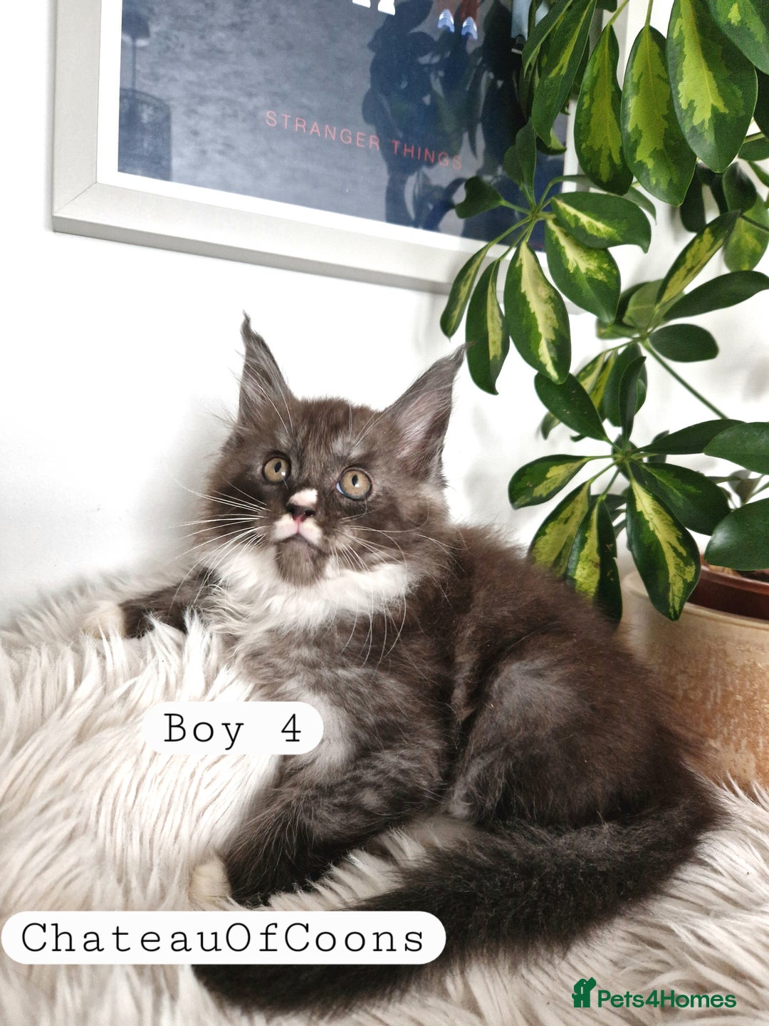 Maine Coon cats for sale: Stunning Black Smoke Registred Maine Coon Kittens - Image 17