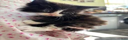 Mixed Breed cats for sale: Sweet little kittens for sale! - Advert 16