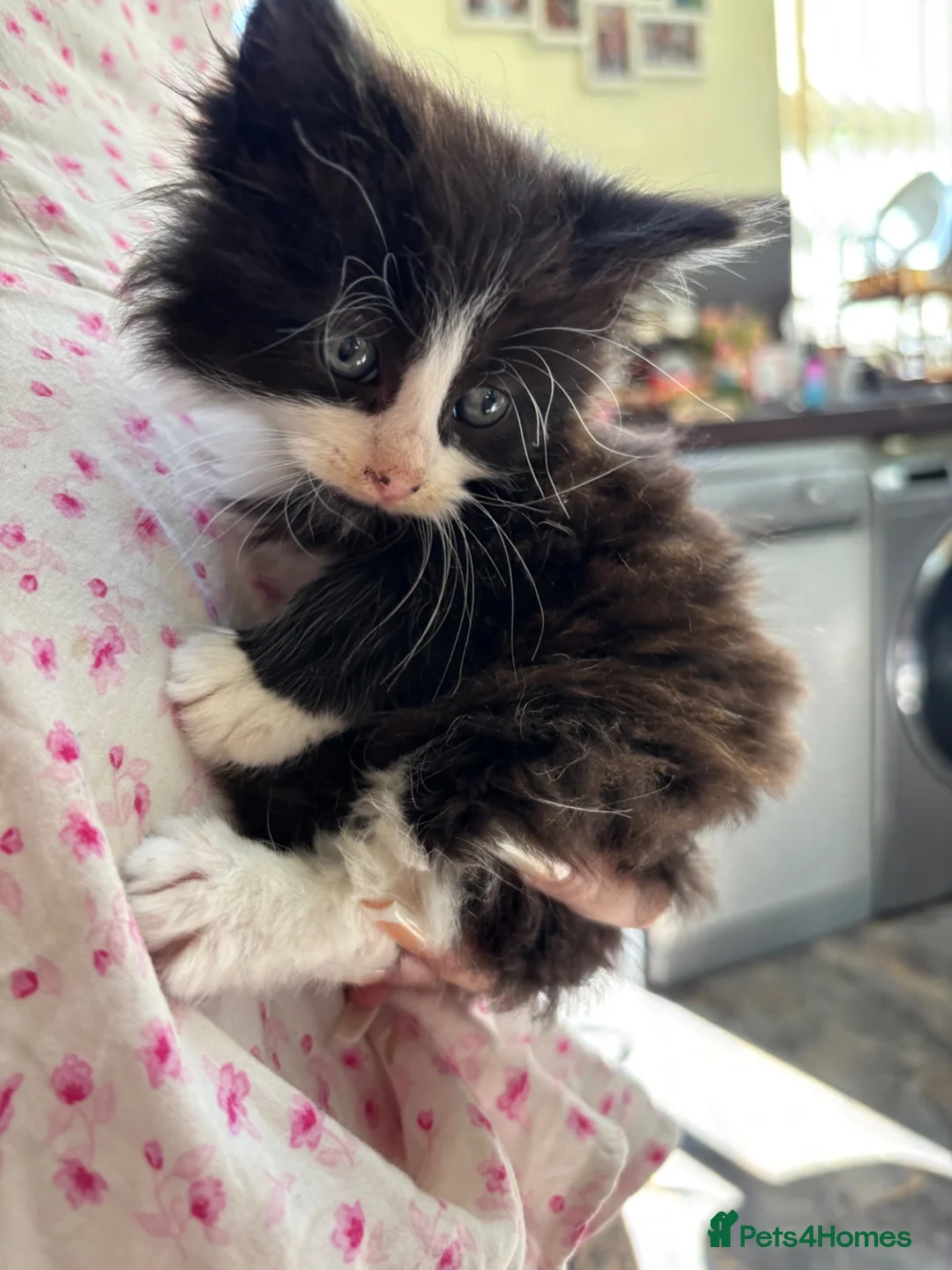 Mixed Breed cats for sale: Sweet little kittens for sale! - Advert 16