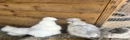 Chickens poultry for sale: Chickens and chicks read description - Advert 8