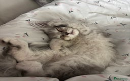 Ragdoll cats for sale: Ragdoll and Persian mixed kitty - Image 2