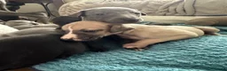 Whippet dogs for sale: Beautiful Whippet Puppies  - Advert 13