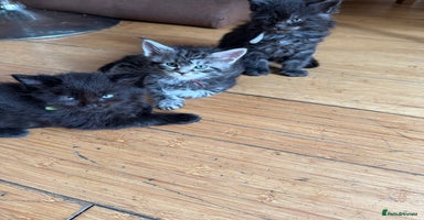 Maine Coon cats in Greenford - Advert 12