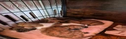 Mixed Breed dogs for sale: Schweenie Breed  in Wakefield - Advert 4