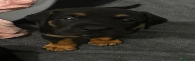 black and tan female