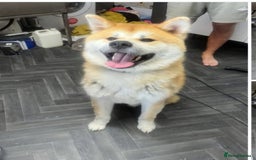 Japanese Akita Inu dogs for sale: Japanese inu  - Image 2