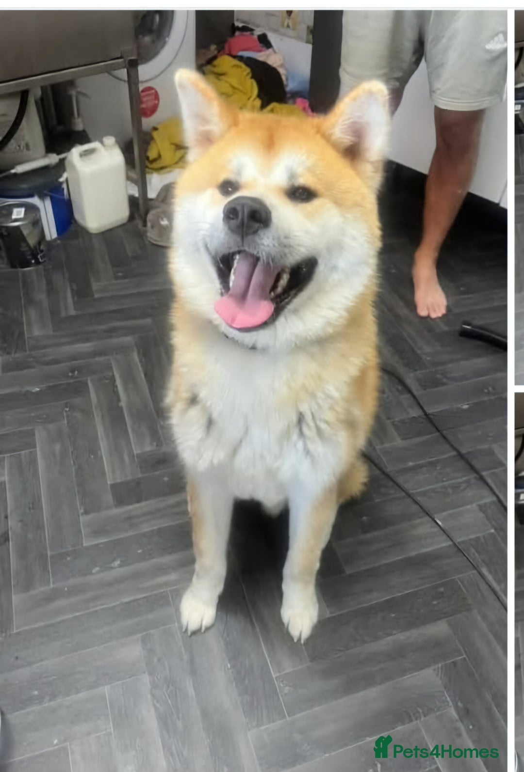 Japanese Akita Inu dogs for sale: Japanese inu  - Image 2