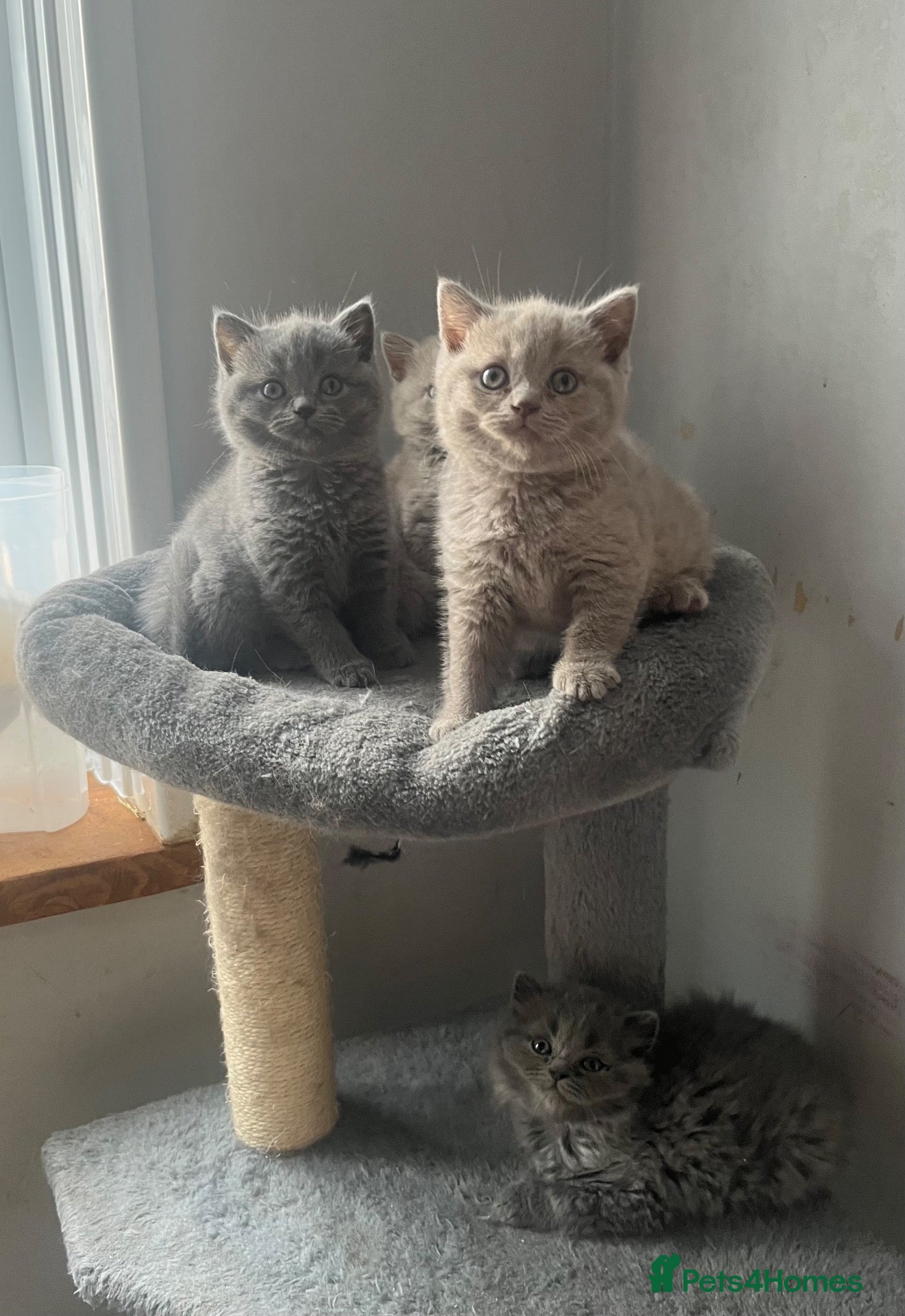 British Shorthair cats Beautiful Bsh kitten - Advert 2