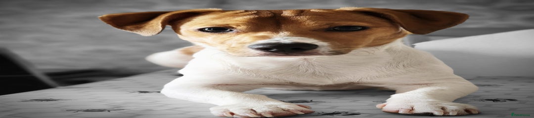Pluto