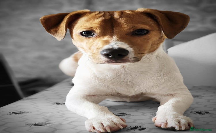 Jack Russell dogs - Advert 1