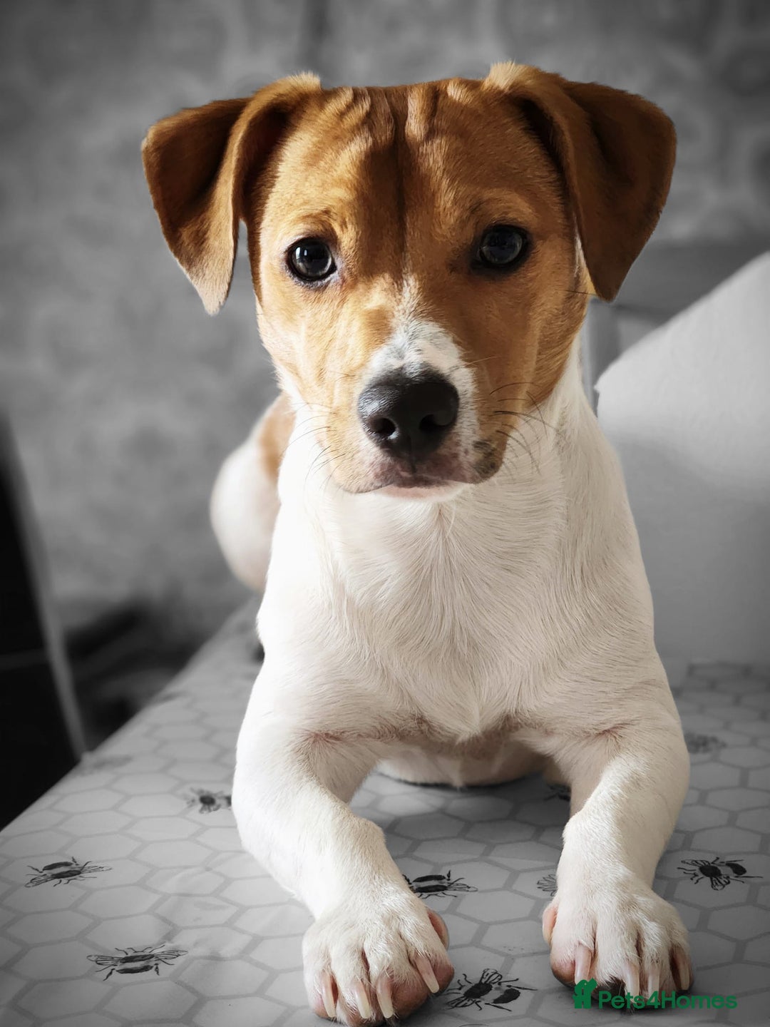 Jack Russell dogs for sale: Im selling my beautiful dog - Image 1