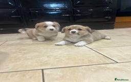 Welsh Corgi Pembroke dogs for sale: 🐾 Pedigree Pembroke Welsh Corgi Puppies 🐾 - Image 3