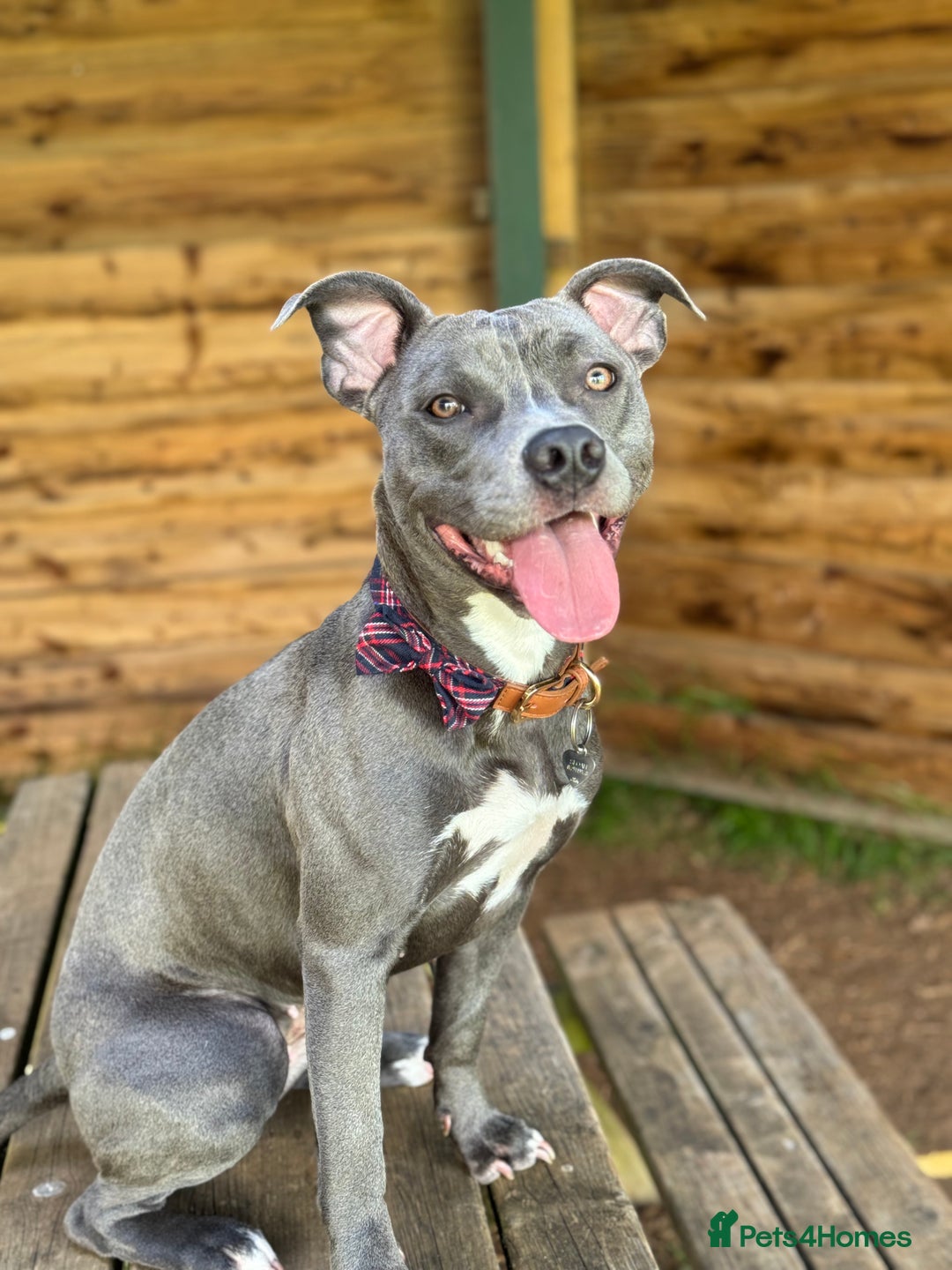 Staffordshire Bull Terrier dogs for sale: Rehoming, please read below. - Advert 1