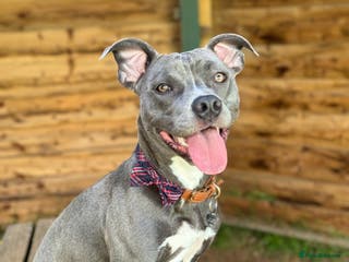 Staffordshire Bull Terrier dogs Rehoming, please read below. - Advert 6