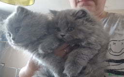 British Longhair cats for sale: british shorthair and shorthair males - Image 14