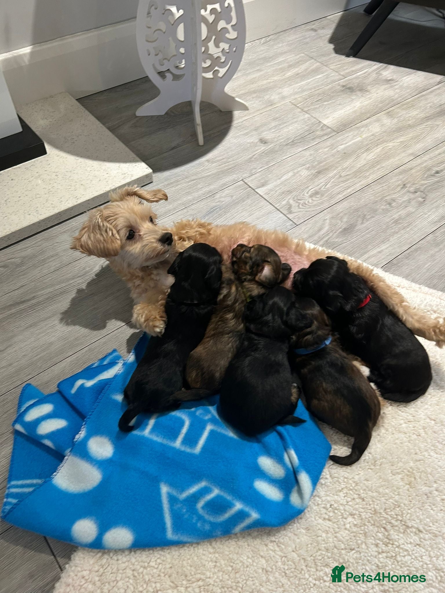 Mixed Breed dogs Doxiepoo pups - Advert 6
