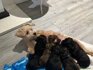 Mixed Breed dogs Doxiepoo pups - Advert 6