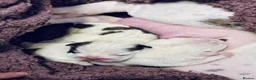 English Bulldog dogs for sale: KC Bulldogs - new litter born! 2 girls available  - Advert 4