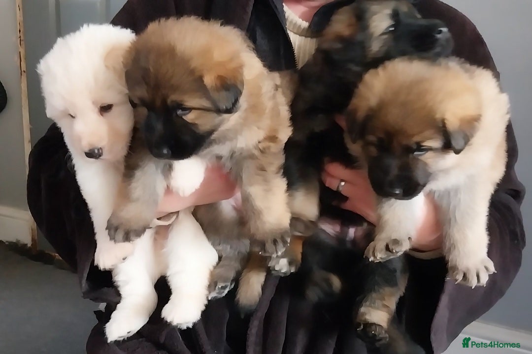 German Shepherd dogs Large German Shepherd Puppies - Advert 7