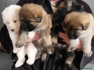 German Shepherd dogs Large German Shepherd Puppies - Advert 7