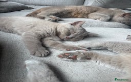 British Shorthair cats for sale: Lilic GCCF registered active champion lines  - Image 4