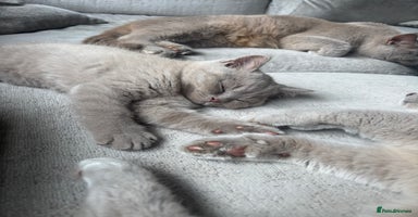 British Shorthair cats - Advert 7