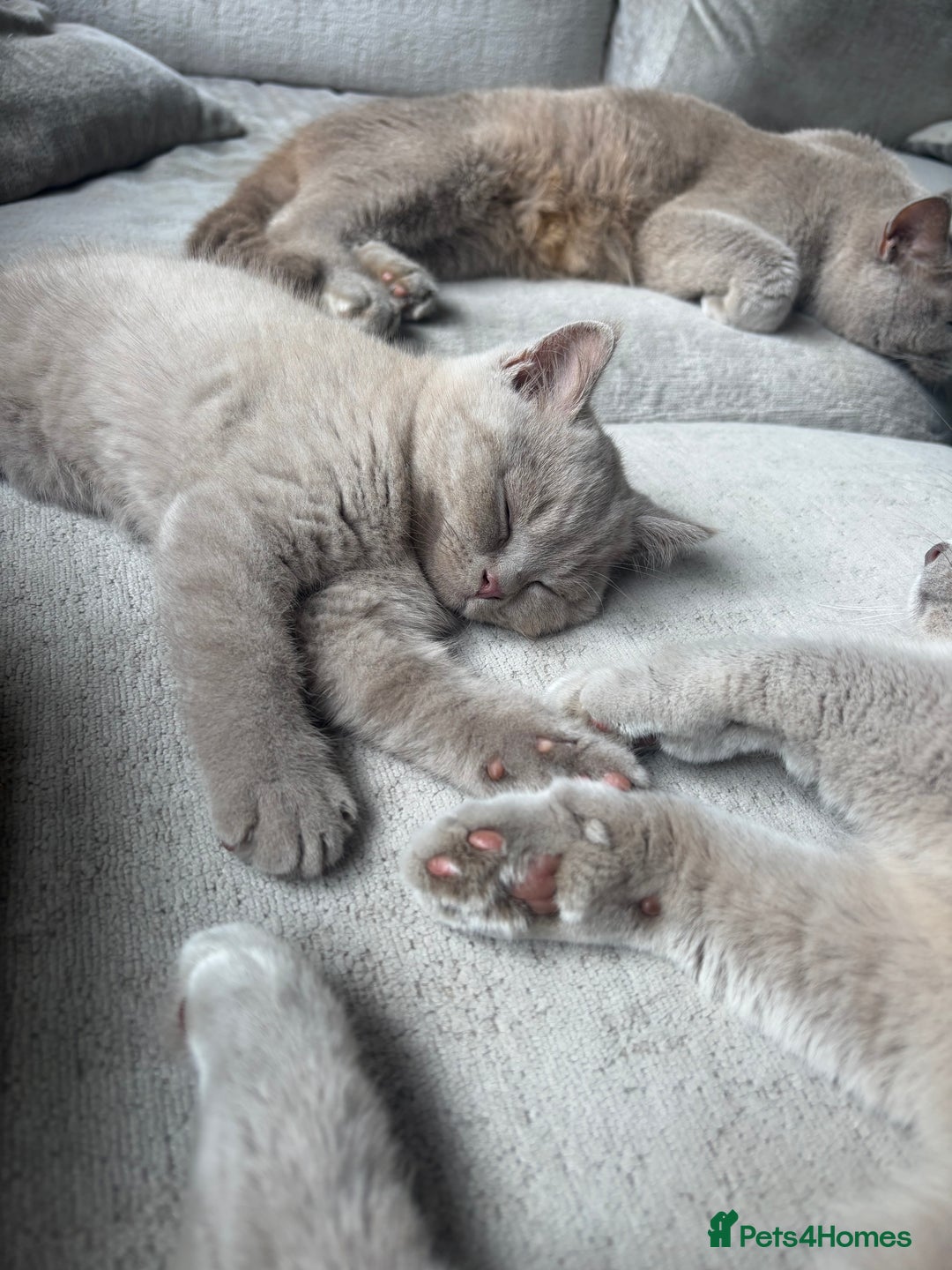British Shorthair cats for sale: Lilic GCCF registered active champion lines  - Image 4