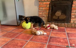 German Shepherd dogs for sale: 25 years experience  breeding German Shepherds - Image 6