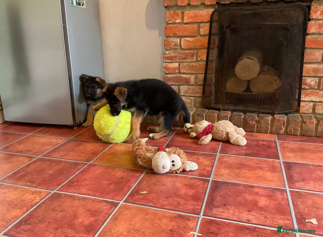 German Shepherd dogs for sale: 25 years experience  breeding German Shepherds - Image 6