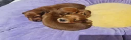 Miniature Dachshund dogs for sale: Pra clear-Beautiful miniature LG Dachshund pupps - Advert 25