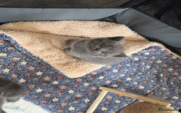British Shorthair cats for sale: Stunning GCCF BSH kittens (2 MALES left) - Image 10
