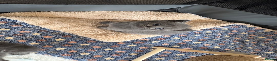 British Shorthair Kitten 3