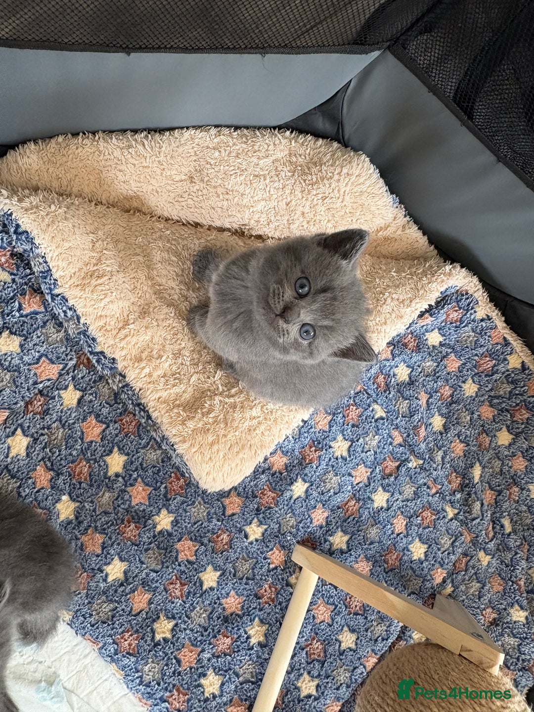 British Shorthair cats for sale: Stunning GCCF BSH kittens (2 MALES left) - Image 10