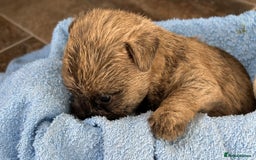 Cairn Terrier dogs for sale: CAIRN TERRIER PUPPIES - Advert 21