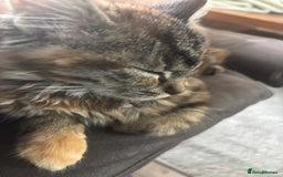 Persian cats for sale: Beautiful Persian x long haired kitten  - Image 1